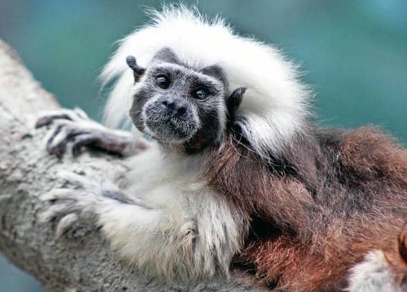 動物図鑑・ワタボウシタマリン